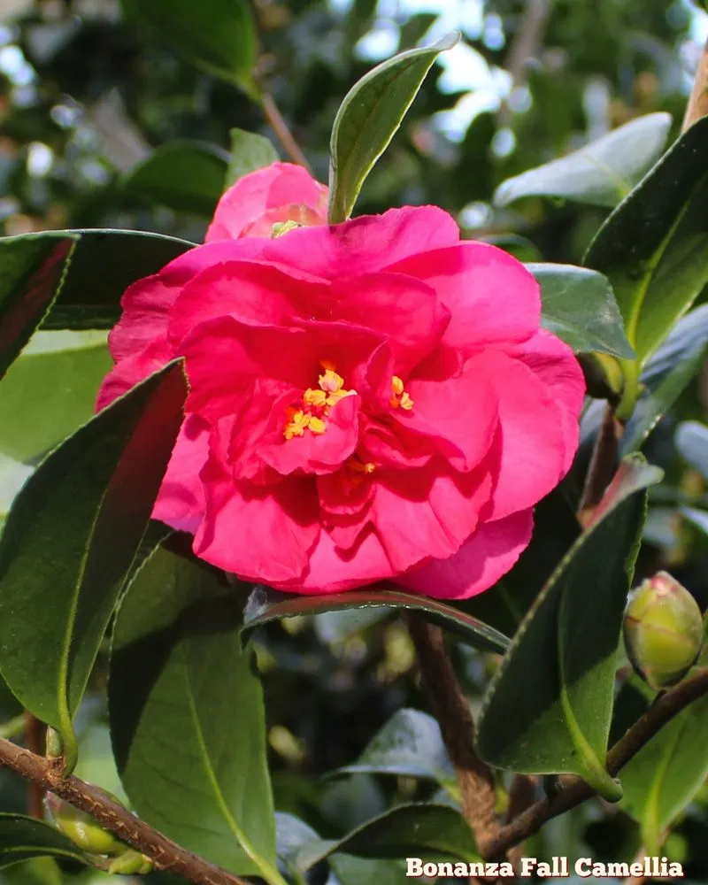 Affordable outdoor landscaping for year-round maintenance across Bowie, MD - Patuxent Nursery