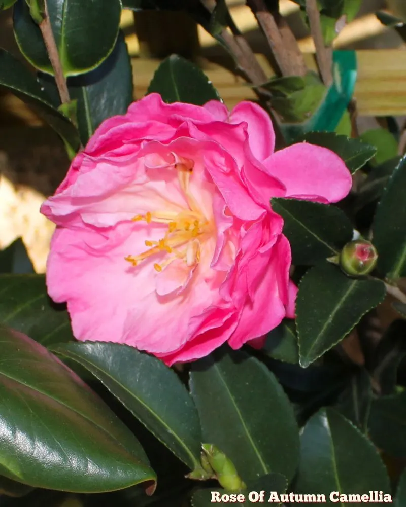 Affordable landscape design in Bowie, MD by Patuxent Nursery