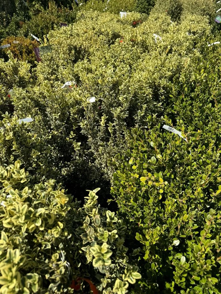 Top-rated residential landscaping experts serving Bowie, MD - Patuxent Nursery