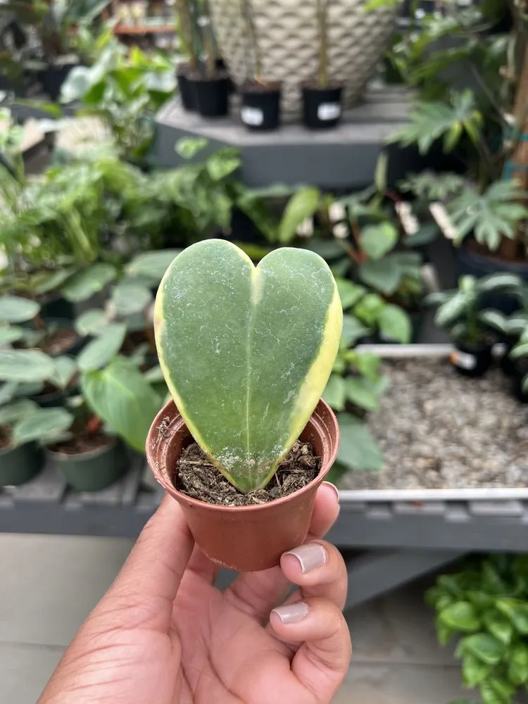 Custom landscape design in Bowie, MD by Patuxent Nursery