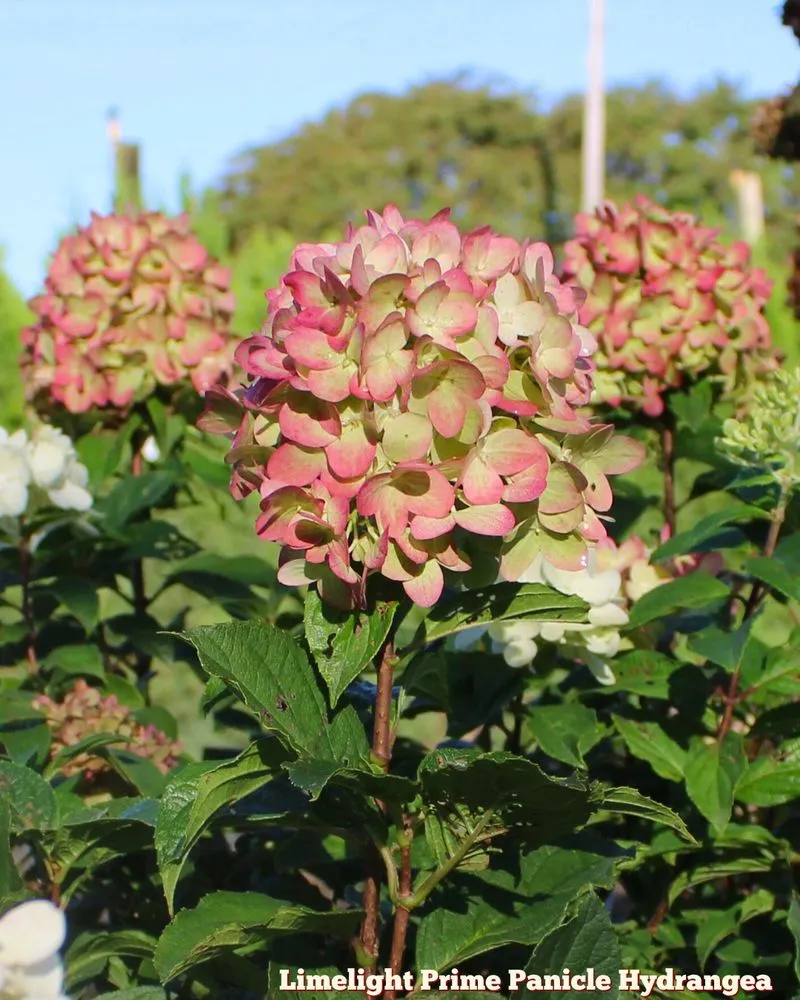 Trusted yard maintenance in Bowie, MD - Patuxent Nursery