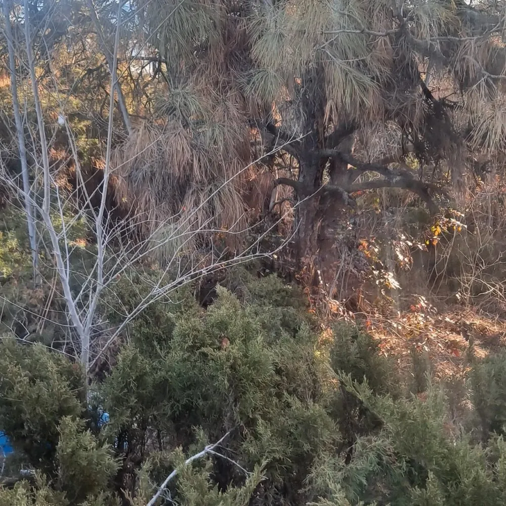 Trusted lawn mowing service for year-round maintenance across Bosque Farms, NM - Paul Hauls Junk Removal