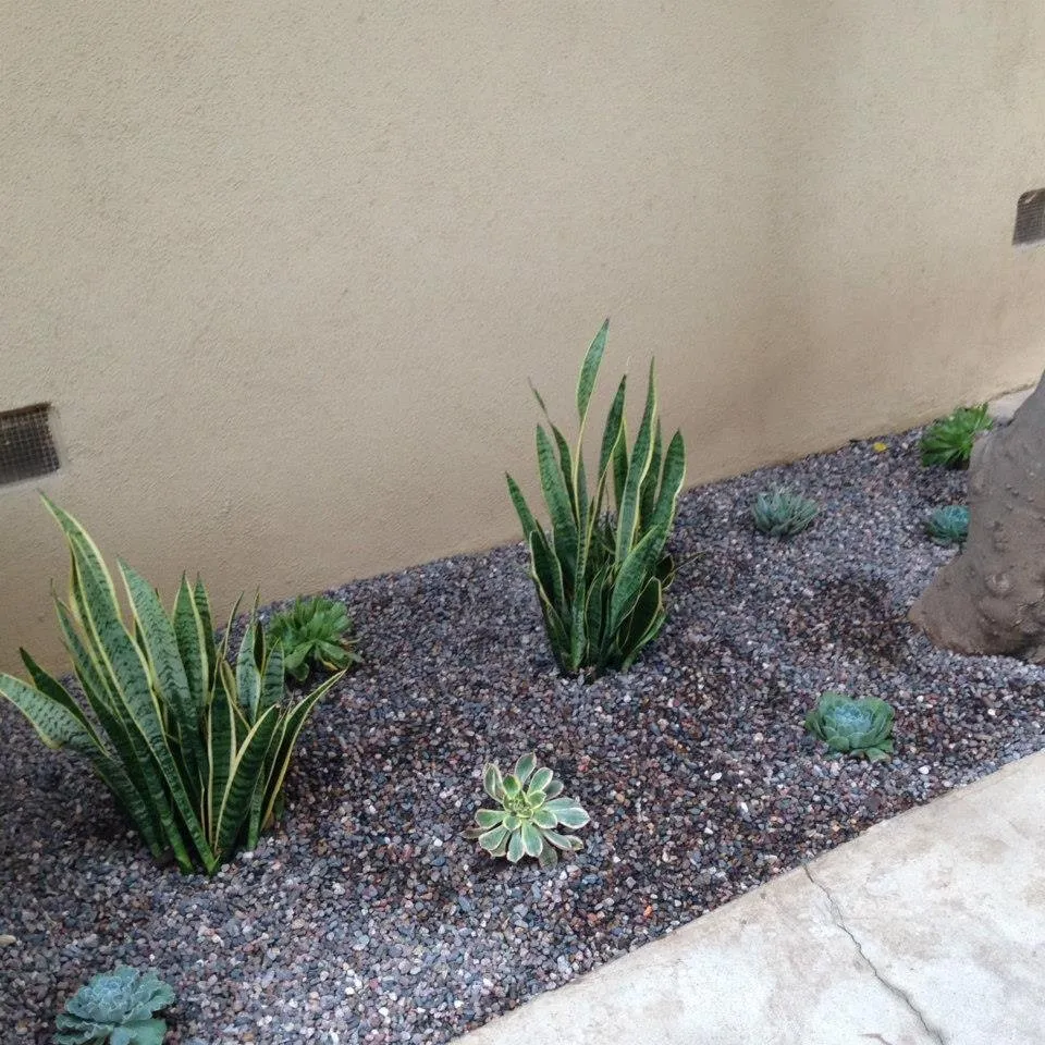Professional yard maintenance in Dallas, TX by Paul Viers Landscaping
