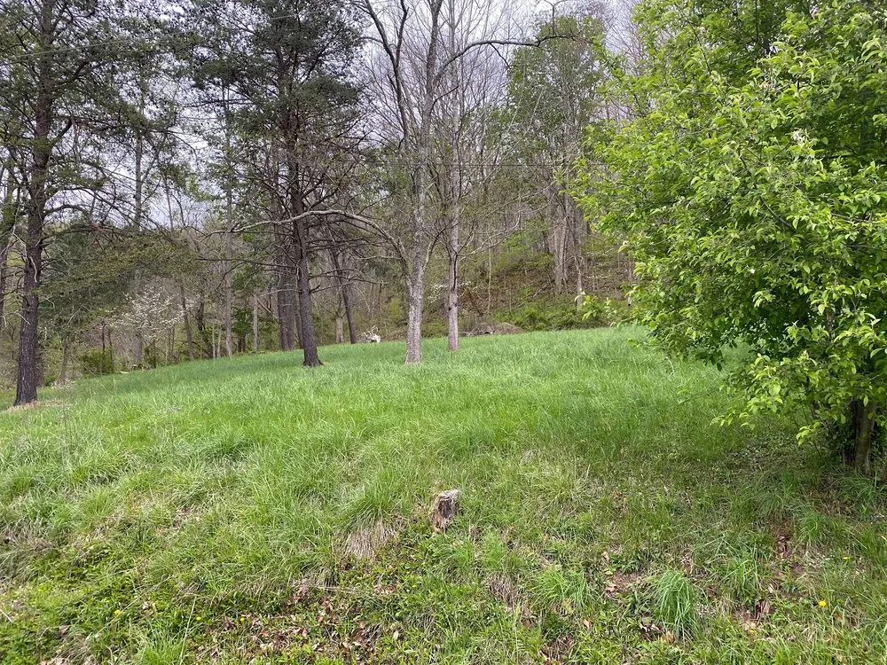 Top-rated yard cleanup service in Tornado, WV - Pauleys Handyman Services