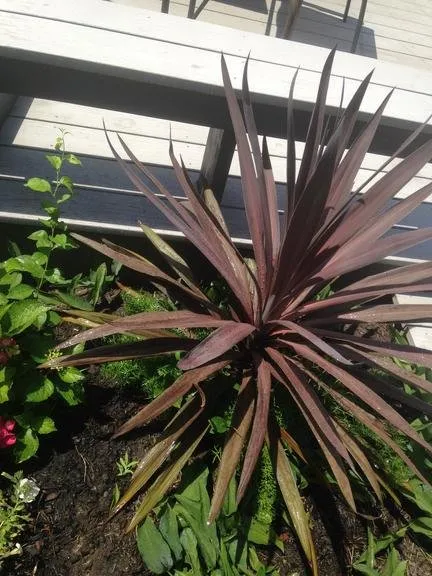 Trusted landscape design for beautiful yards across Chatham, MA - Paulito's Landscaping