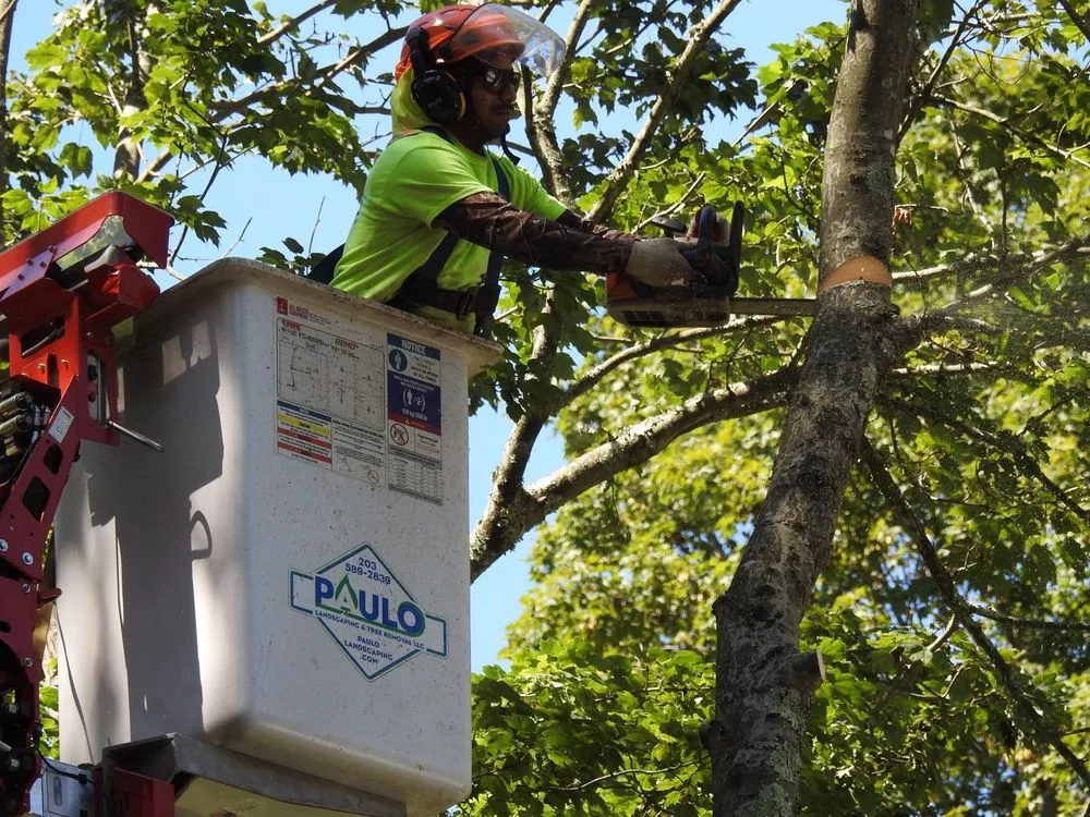 Top-rated residential landscaping for year-round maintenance across Orange, CT - Paulo's Landscaping & Tree Removal