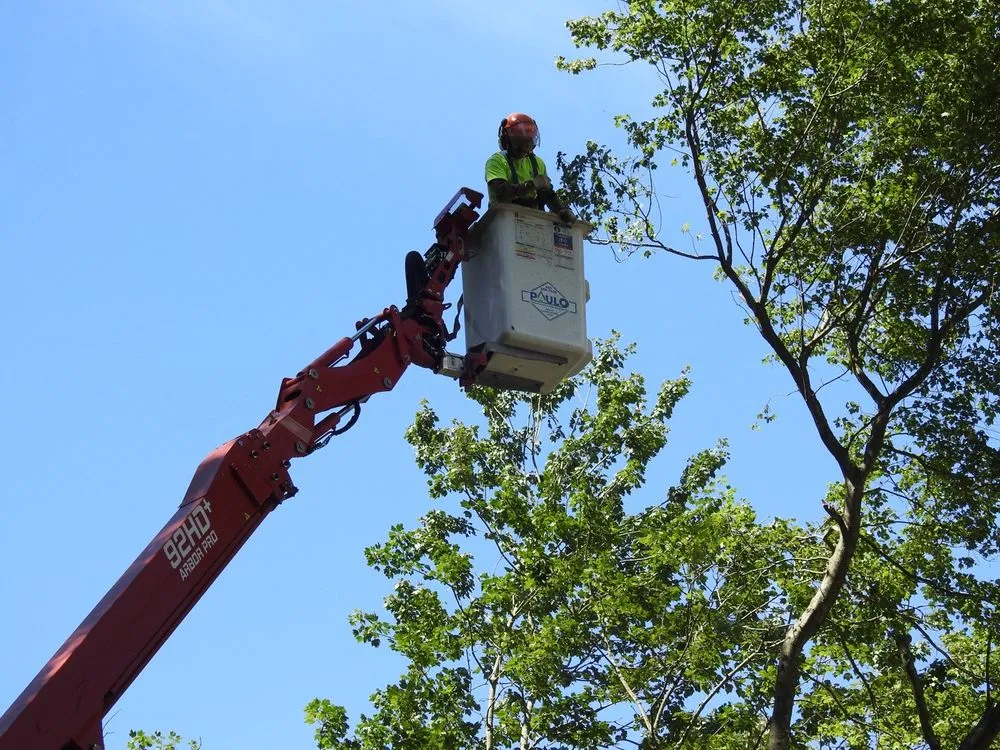 Reliable yard maintenance with custom design in Orange, CT by Paulo's Landscaping & Tree Removal