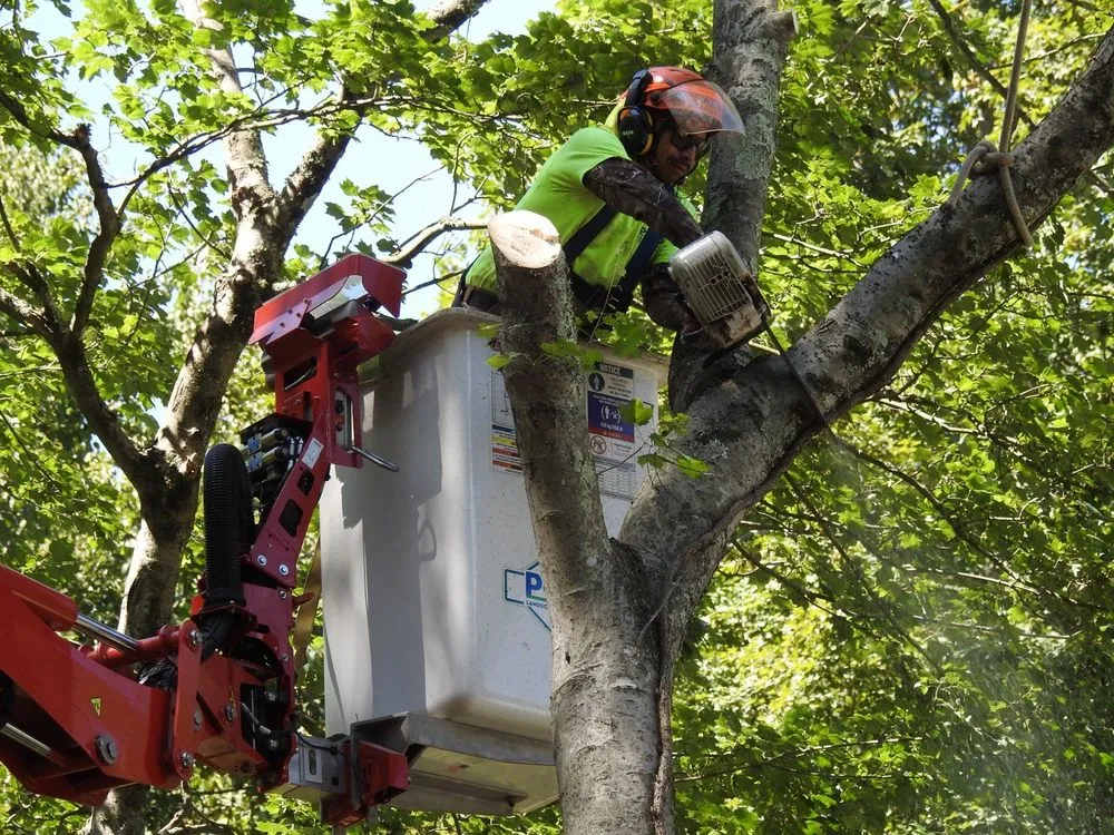 Trusted landscape design near you across Orange, CT - Paulo's Landscaping & Tree Removal