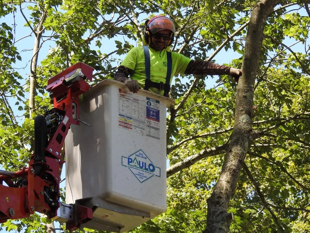 Affordable landscaping services for year-round maintenance across Orange, CT - Paulo's Landscaping & Tree Removal