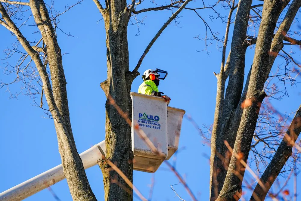 Top-rated landscape installation in Orange, CT - Paulo's Landscaping & Tree Removal