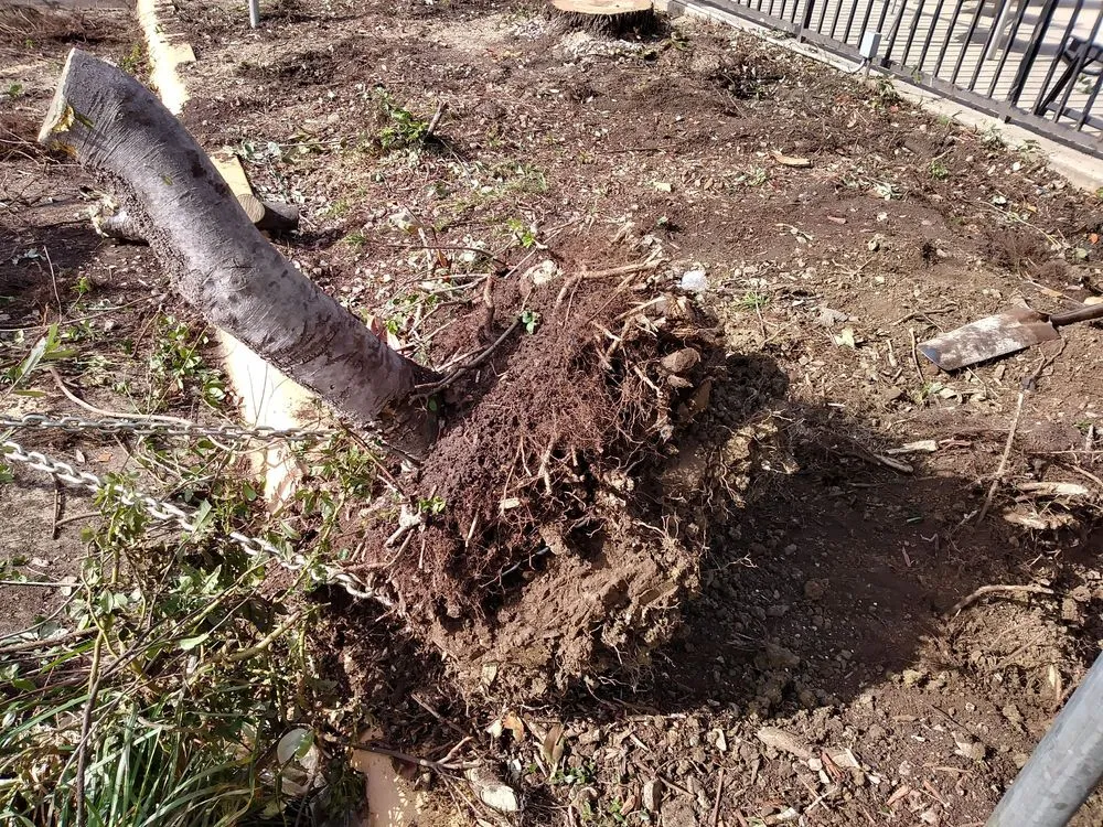 Expert landscape design for residential properties in Dallas, TX by Paul's Landscape Service