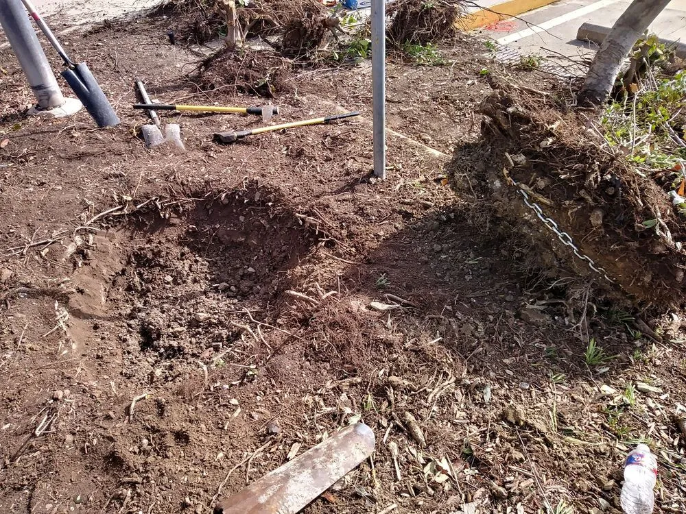 Reliable yard cleanup service in Dallas, TX by Paul's Landscape Service