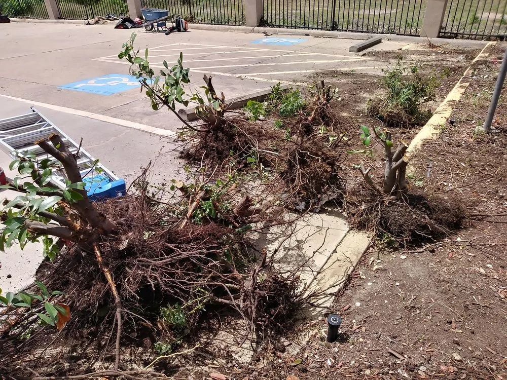 Expert landscaping services with custom design across Dallas, TX - Paul's Landscape Service