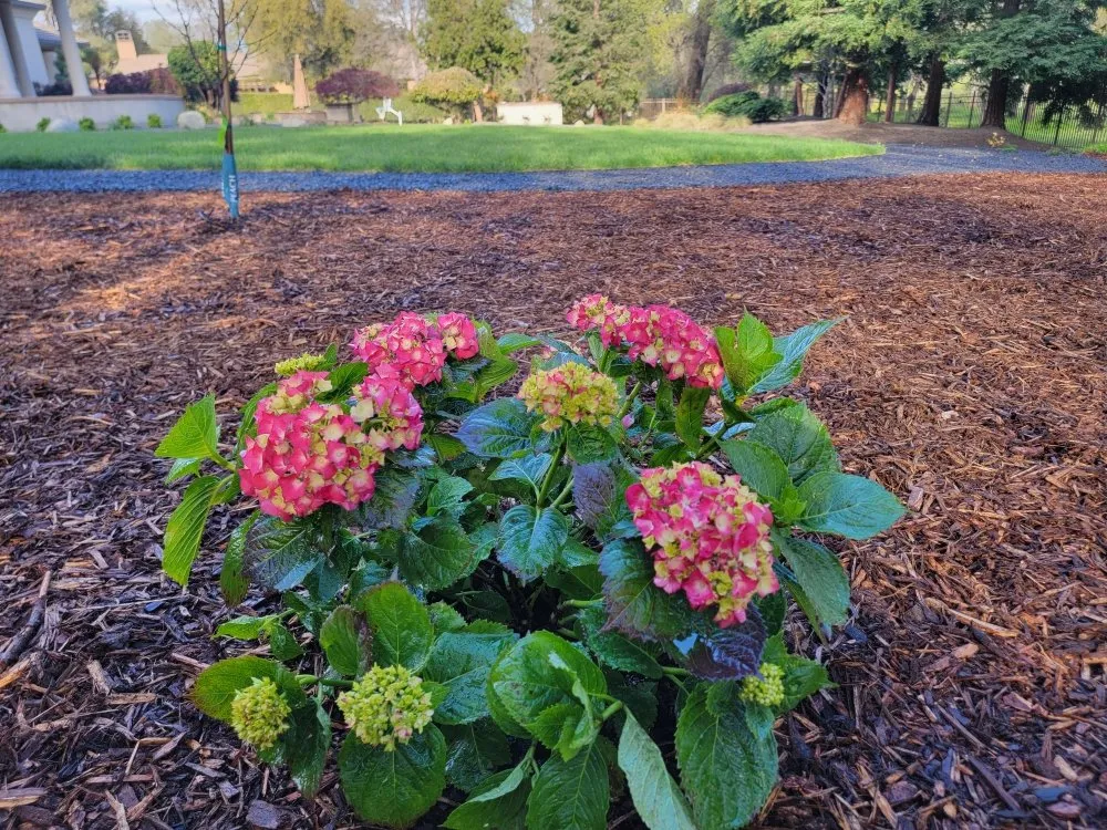 Expert lawn mowing service for year-round maintenance across Redding, CA - Paul's Landscapes