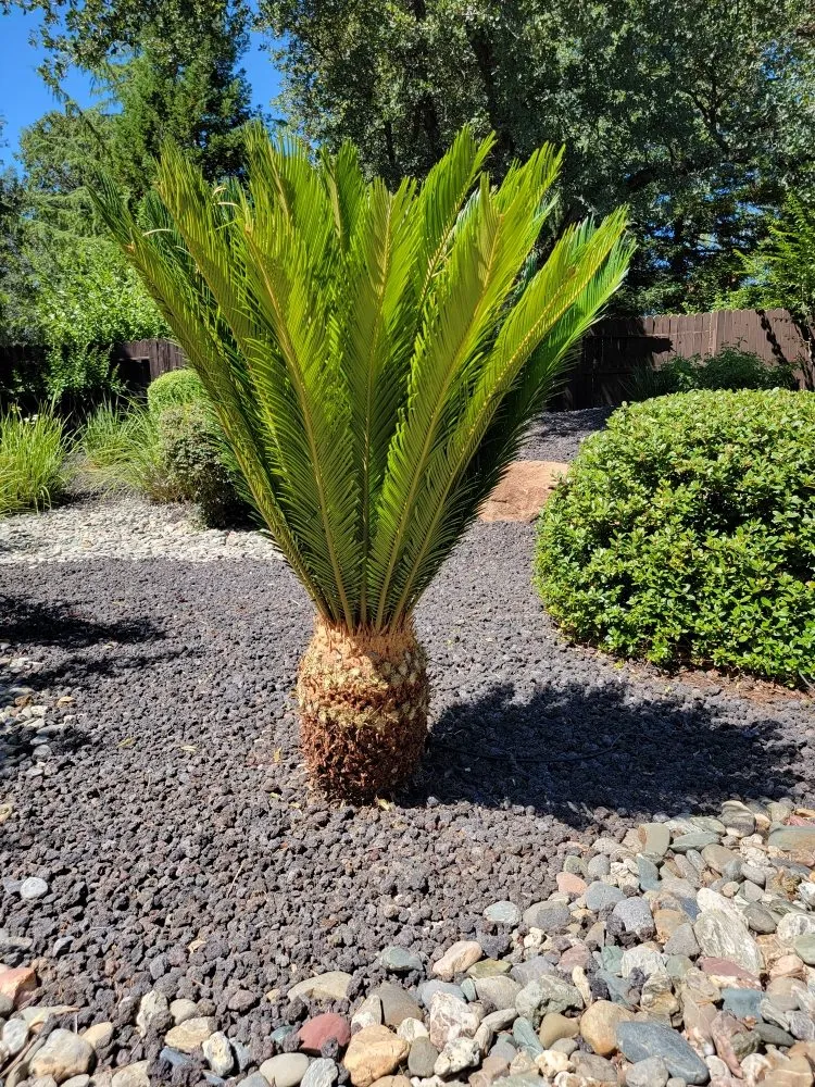 Local yard cleanup service experts serving Redding, CA - Paul's Landscapes