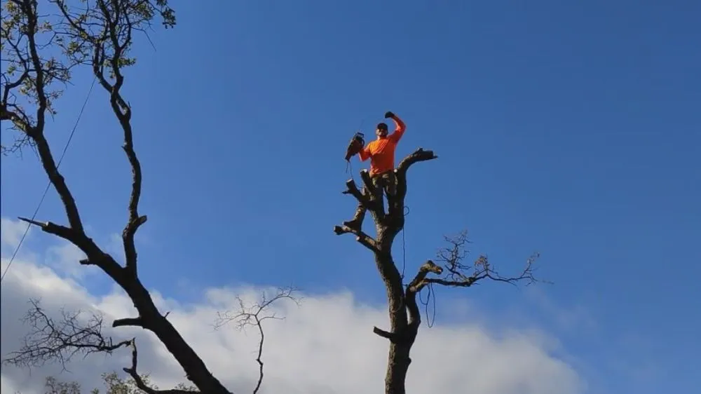 Affordable yard cleanup service for residential properties in Redding, CA by Paul's Landscapes