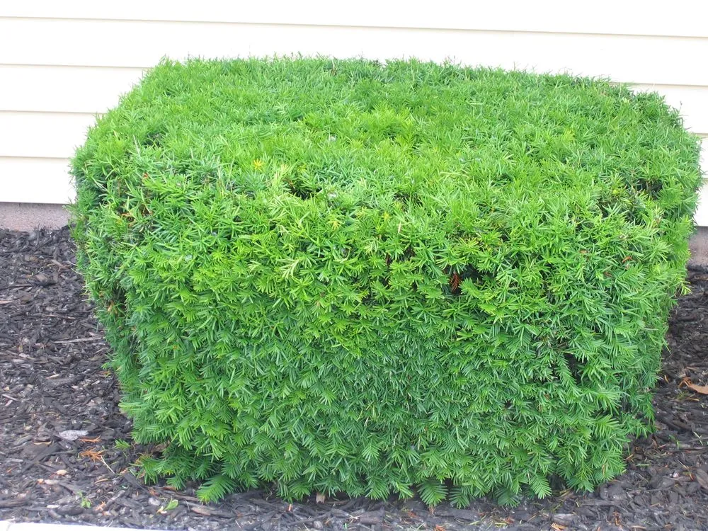 Trusted yard maintenance in Webster, NY by Paul's Landscaping of NY