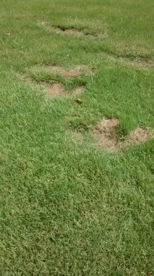 Paul's Lawn Service Logo