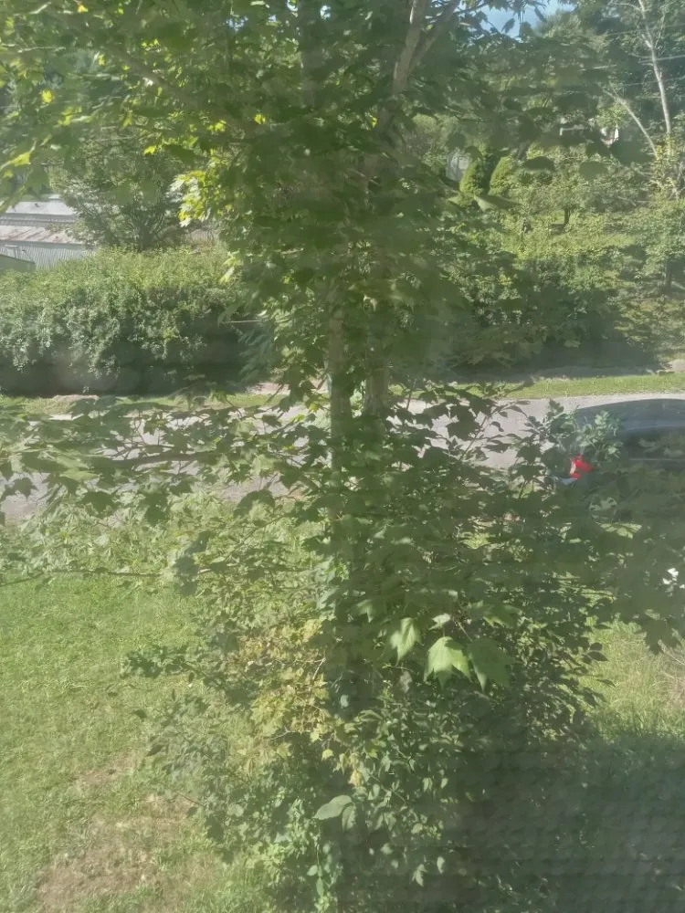 Local yard cleanup service in Richlands, VA by Paul's mowing and Cleaning