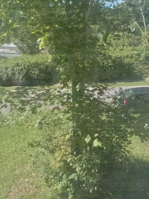 Paul's mowing and Cleaning