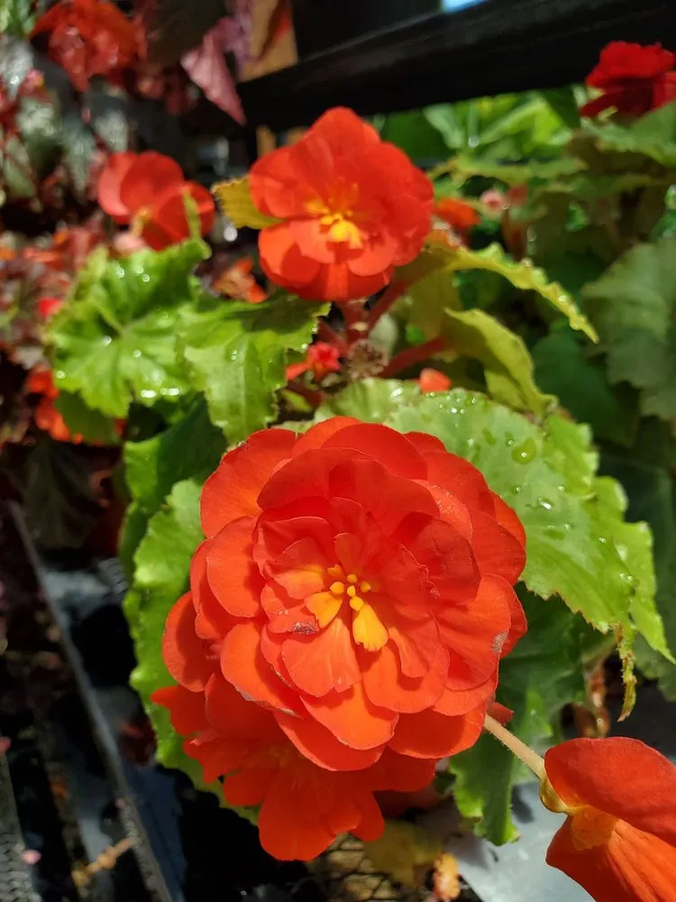 Local yard maintenance in Old Brookville, NY - Paul's Nursery