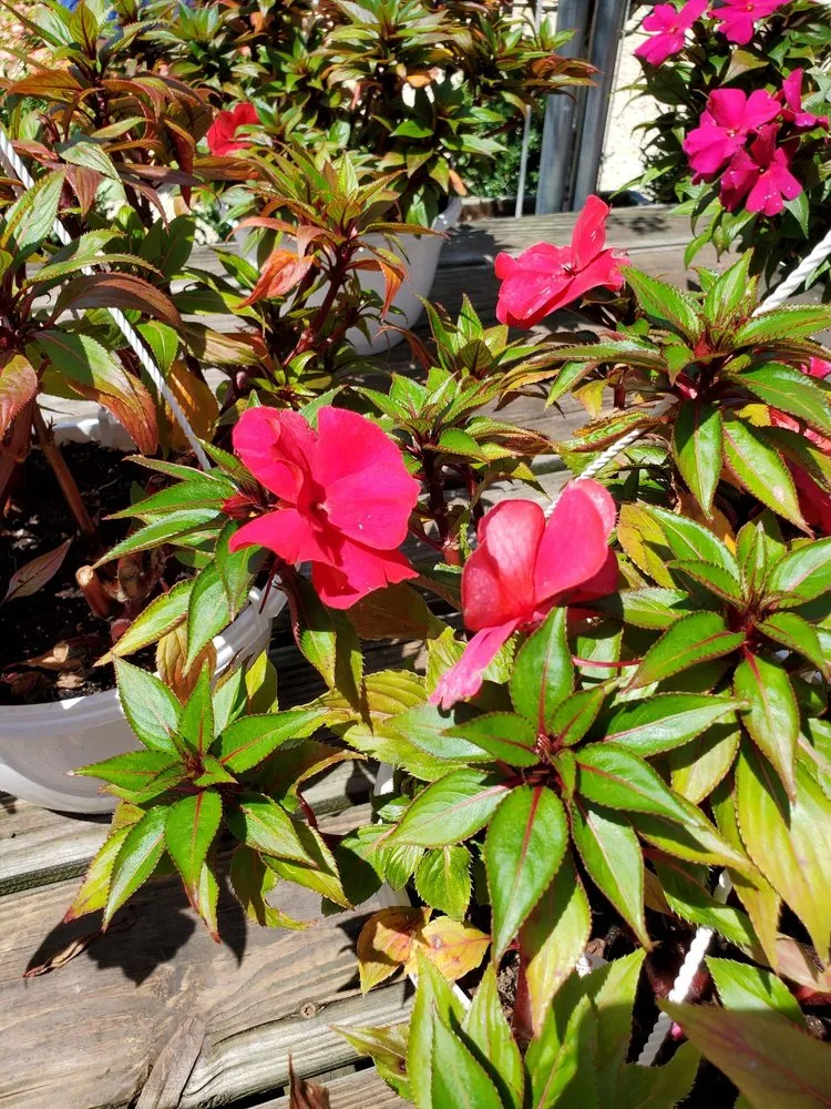 Professional lawn mowing service in Old Brookville, NY - Paul's Nursery