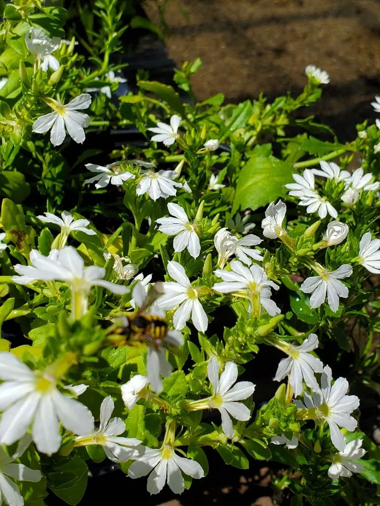 Affordable yard cleanup service in Old Brookville, NY by Paul's Nursery