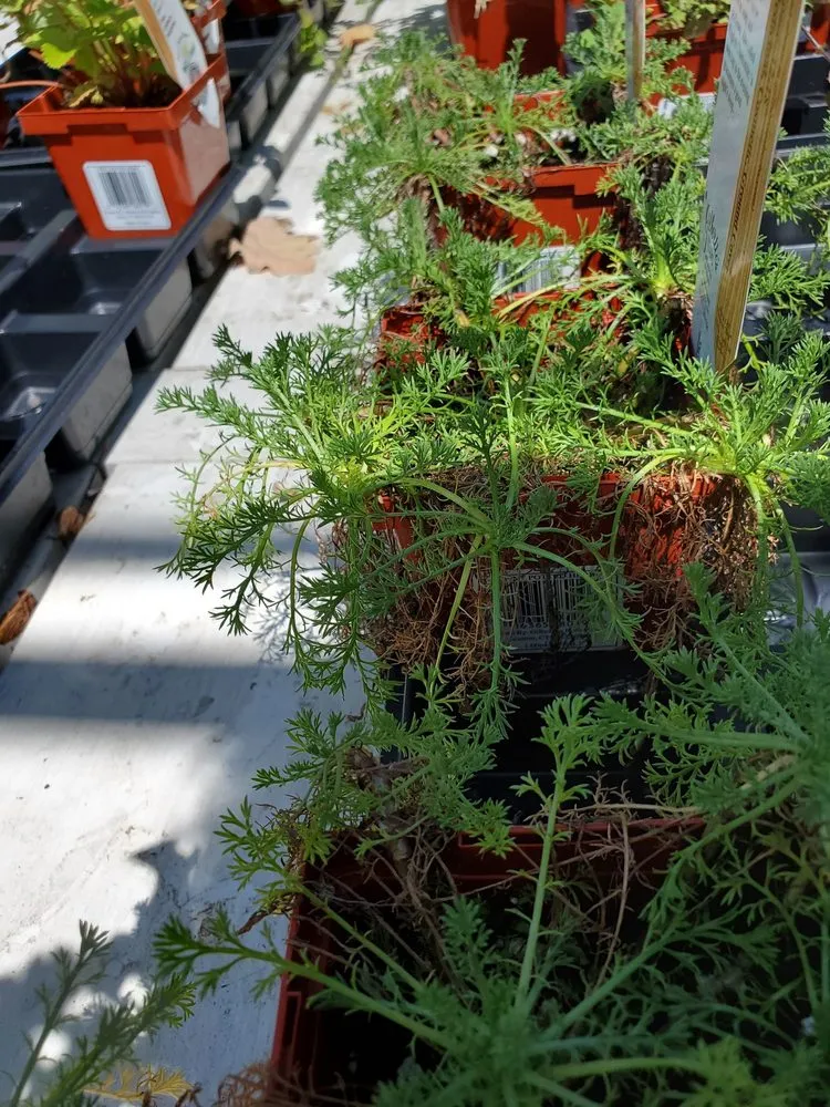 Top-rated outdoor landscaping for year-round maintenance in Old Brookville, NY by Paul's Nursery