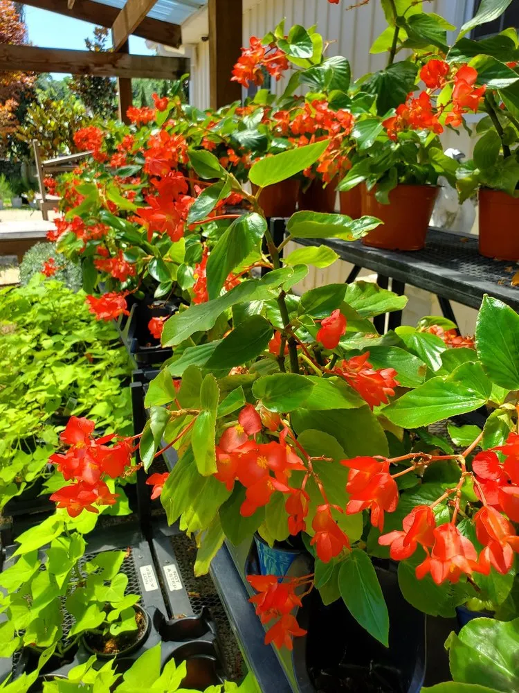 Reliable residential landscaping near you across Old Brookville, NY - Paul's Nursery