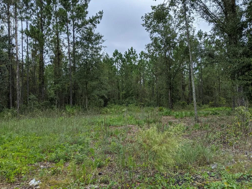 Trusted yard maintenance in Nahunta, GA by Paul's Tractor Services