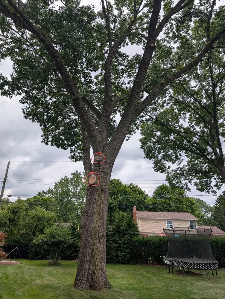 Top-rated yard maintenance in Waterford, MI by Paul's Tree Care