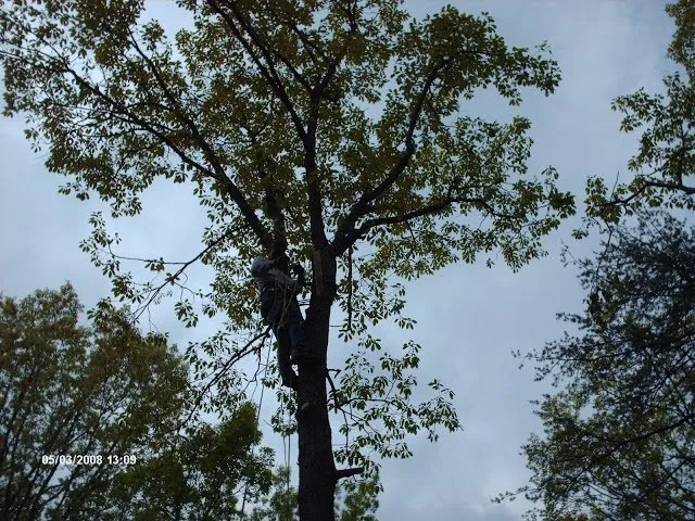 Reliable lawn mowing service with custom design across Sterling, VA - Paul's Trees & Landscaping