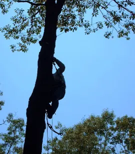 Top-rated yard cleanup service in Sterling, VA - Paul's Trees & Landscaping