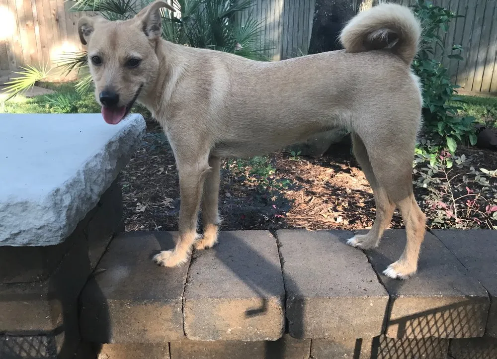 Affordable landscaping services experts serving Houston, TX - Paverock