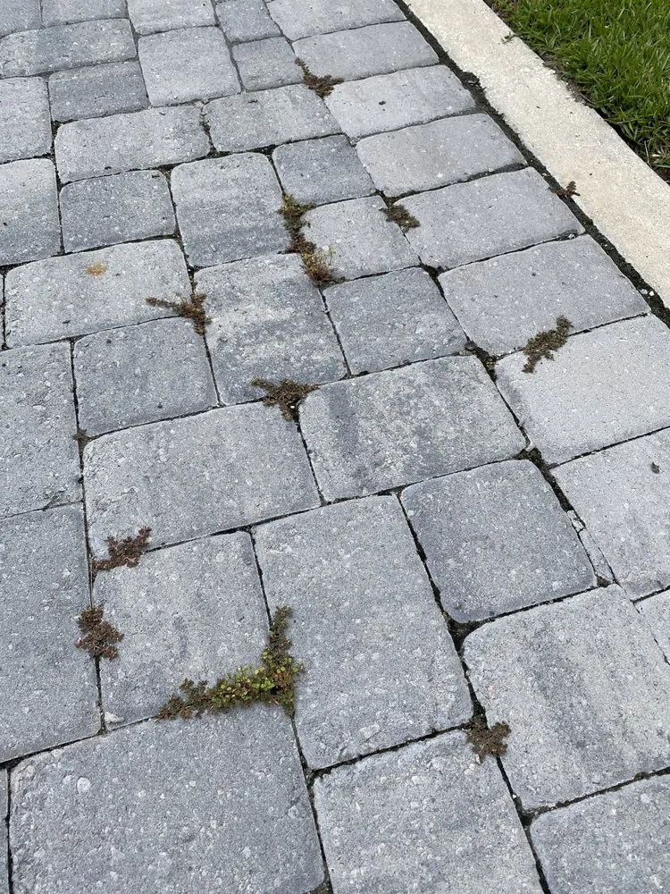 Affordable yard maintenance in Charleston, SC by PaverScape