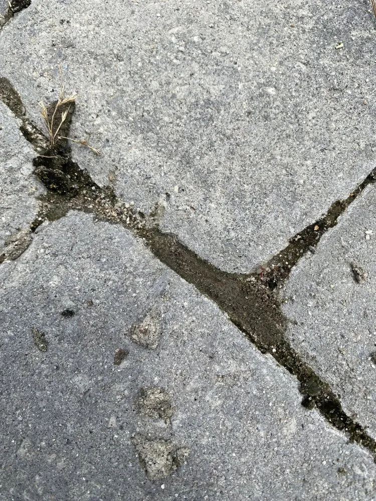 Top-rated yard cleanup service in Charleston, SC by PaverScape