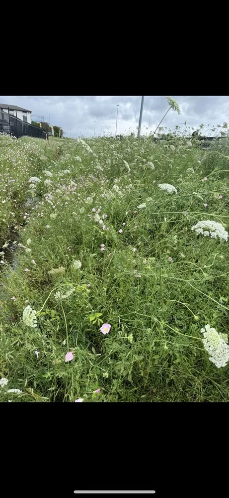 Reliable landscaping services for residential properties across Fate, TX - Paw Lawncare