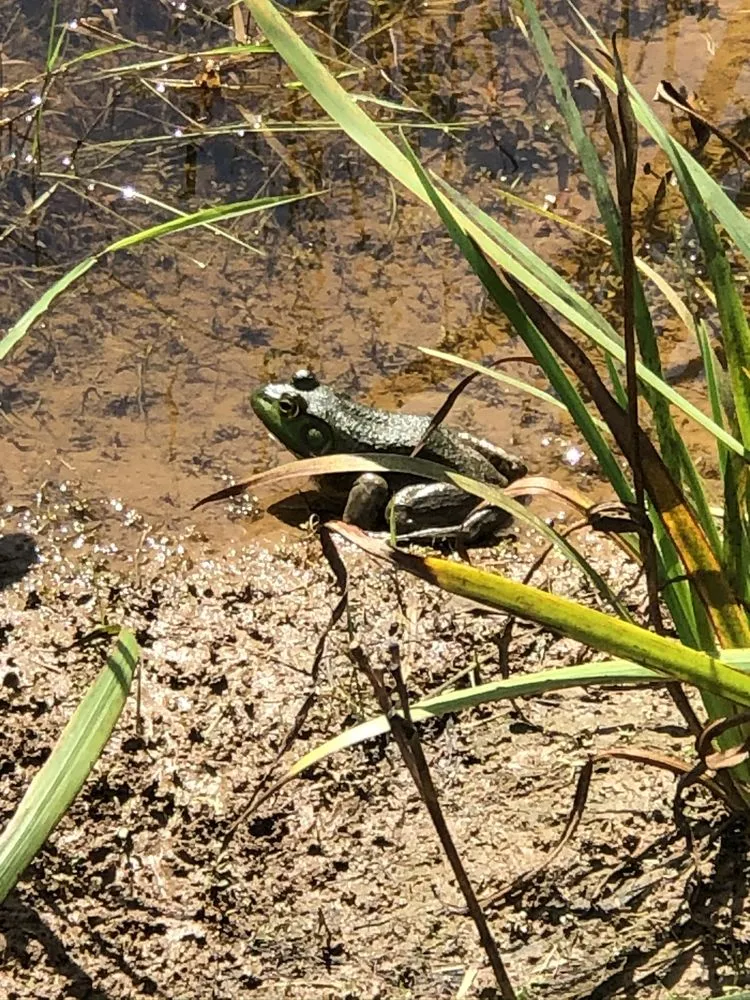 Top-rated landscape design in New Hope, PA by Paxson Hill Farms