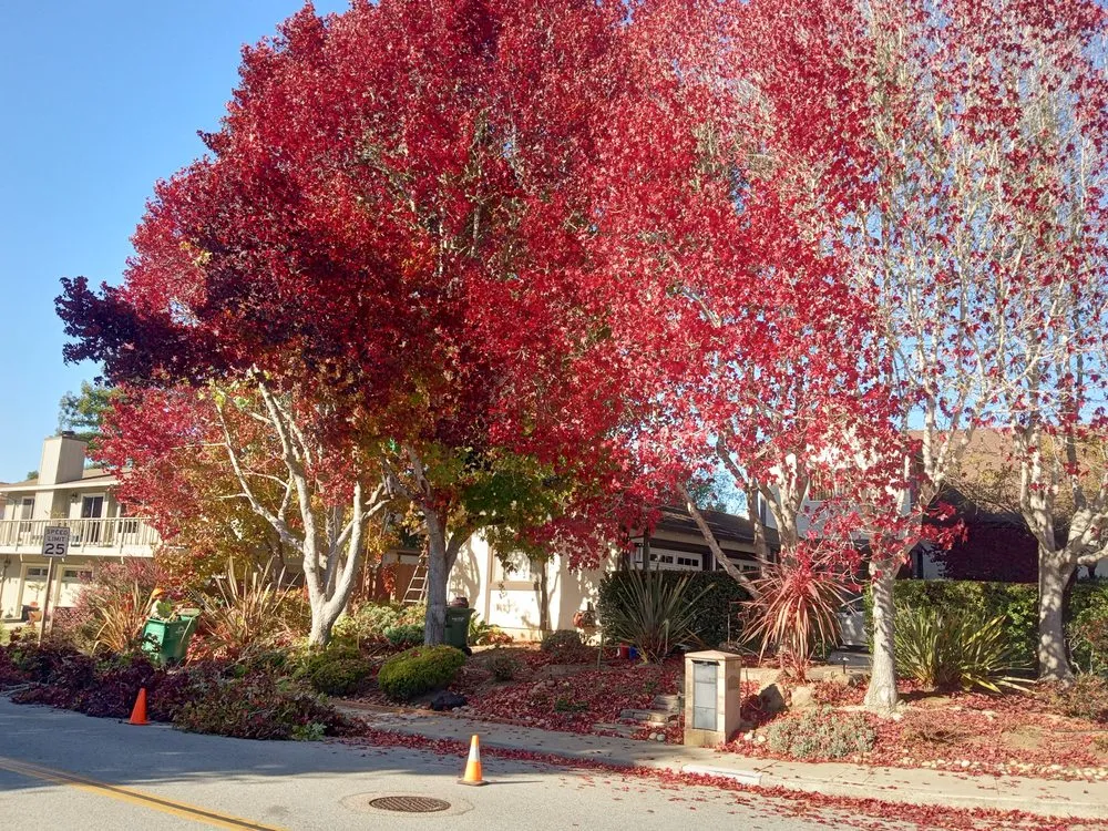 Professional residential landscaping for homes in Monterey, CA by Paxton Landscaping & Masonry