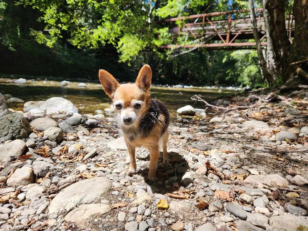 Trusted residential landscaping experts serving Paso Robles, CA - Paxton Landscaping & Masonry