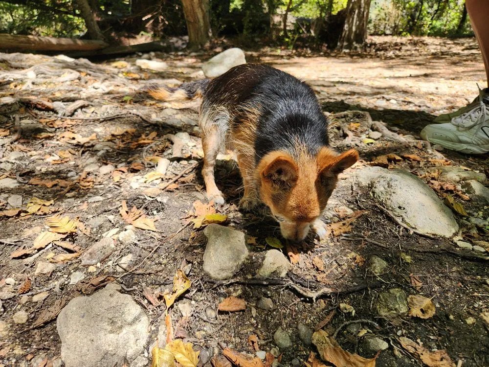 Local landscape design with custom design in Paso Robles, CA by Paxton Landscaping & Masonry