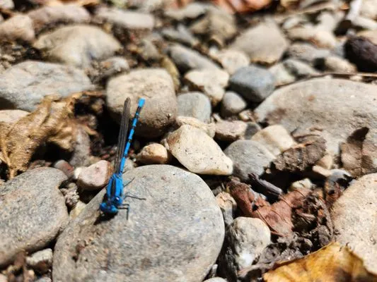 Paxton Landscaping & Masonry Logo