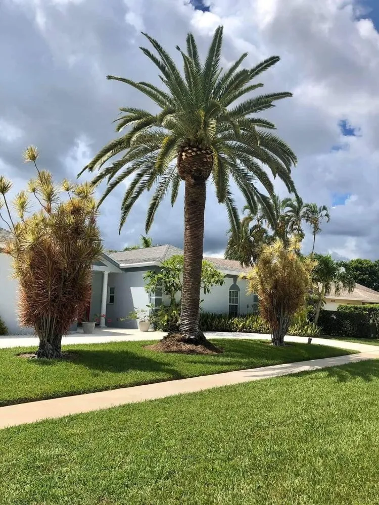 Custom landscape design for year-round maintenance across Coral Springs, FL - Paxtor Landscaping & Lawn Maintenance