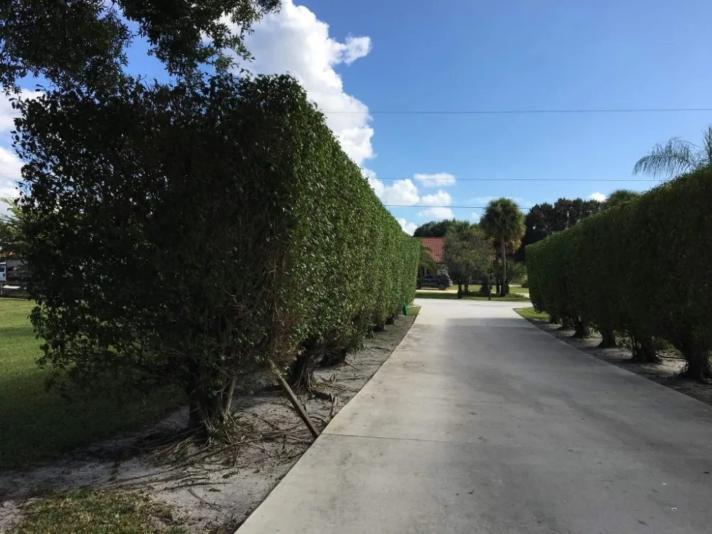 Trusted yard maintenance in Coral Springs, FL - Paxtor Landscaping & Lawn Maintenance