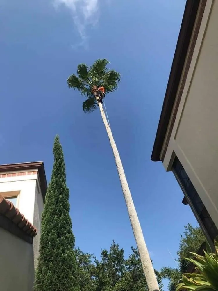 Reliable landscape installation for outdoor upgrades in Coral Springs, FL by Paxtor Landscaping & Lawn Maintenance