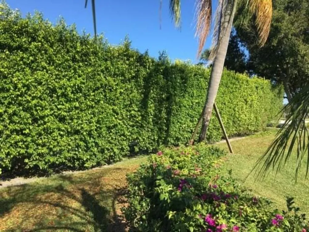 Top-rated lawn care service for residential properties across Coral Springs, FL - Paxtor Landscaping & Lawn Maintenance