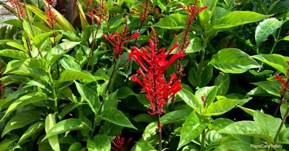 Reliable landscaping services in Coral Springs, FL by Paxtor Landscaping & Lawn Maintenance