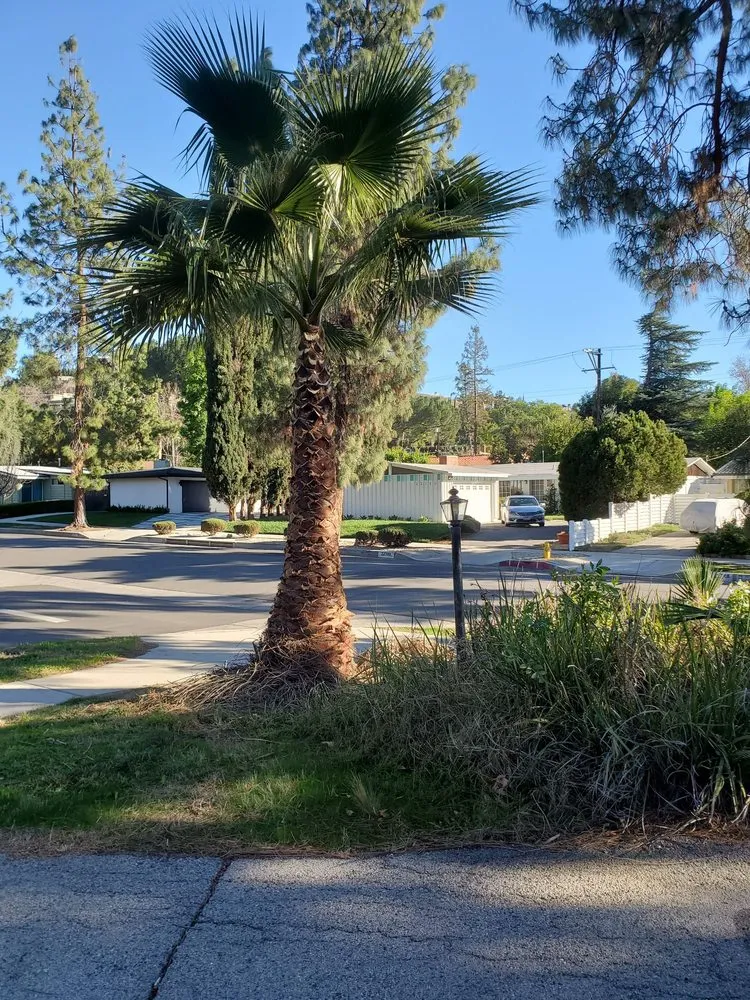 Expert lawn care service experts serving Pasadena, CA - Payless Tree Care