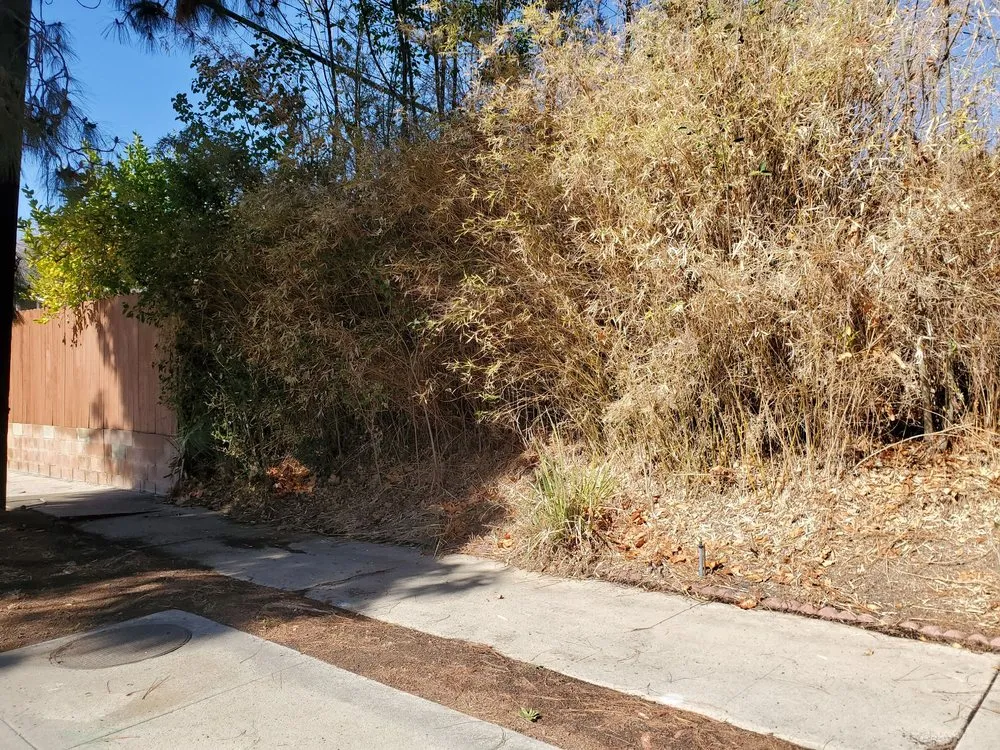 Professional yard maintenance for homes across Pasadena, CA - Payless Tree Care