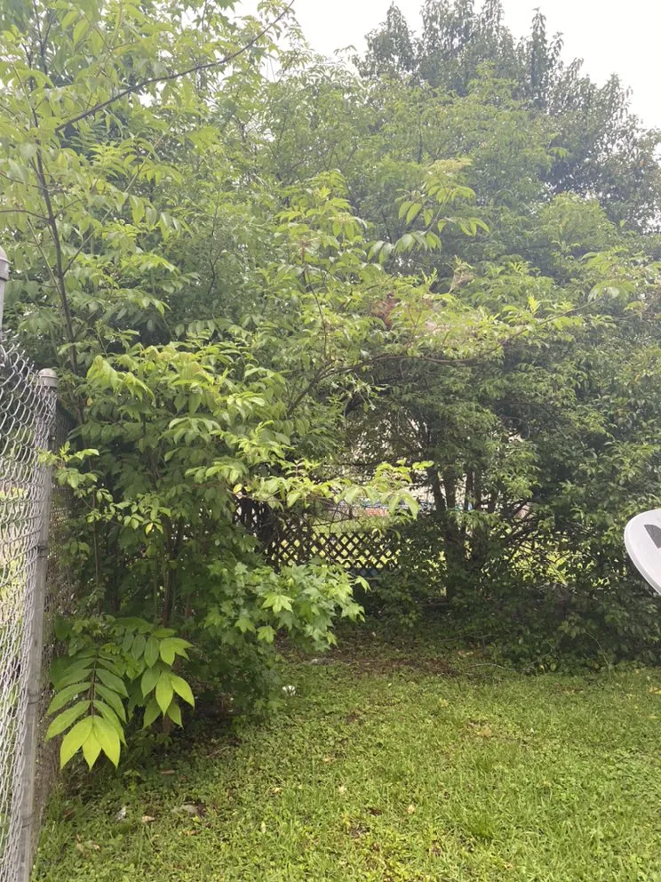 Affordable lawn care service in Tylertown, MS by Payne In The Grass